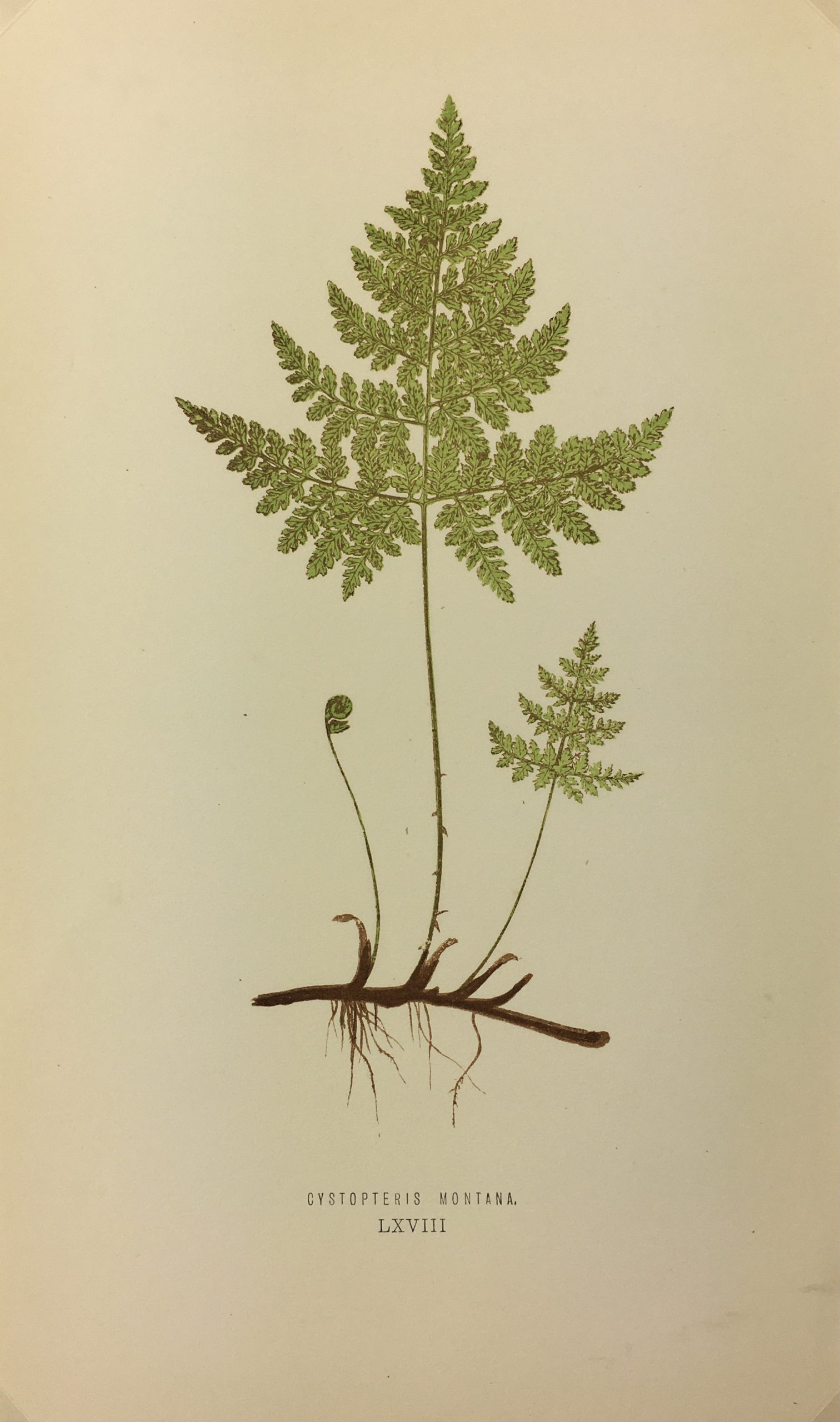 Botanical Print - Ferns, E. J. Lowe, 1867
