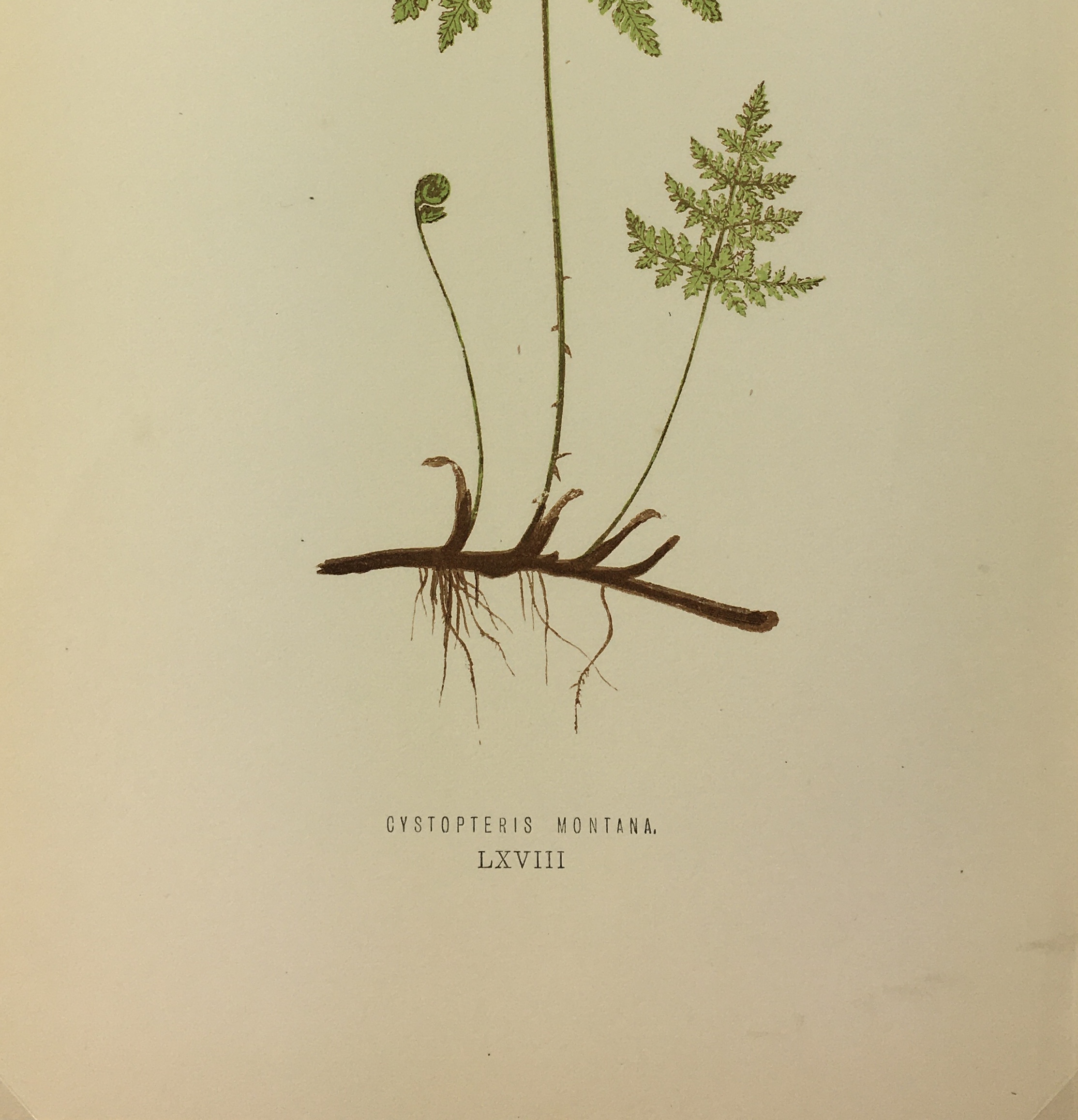 Botanical Print - Ferns, E. J. Lowe, 1867