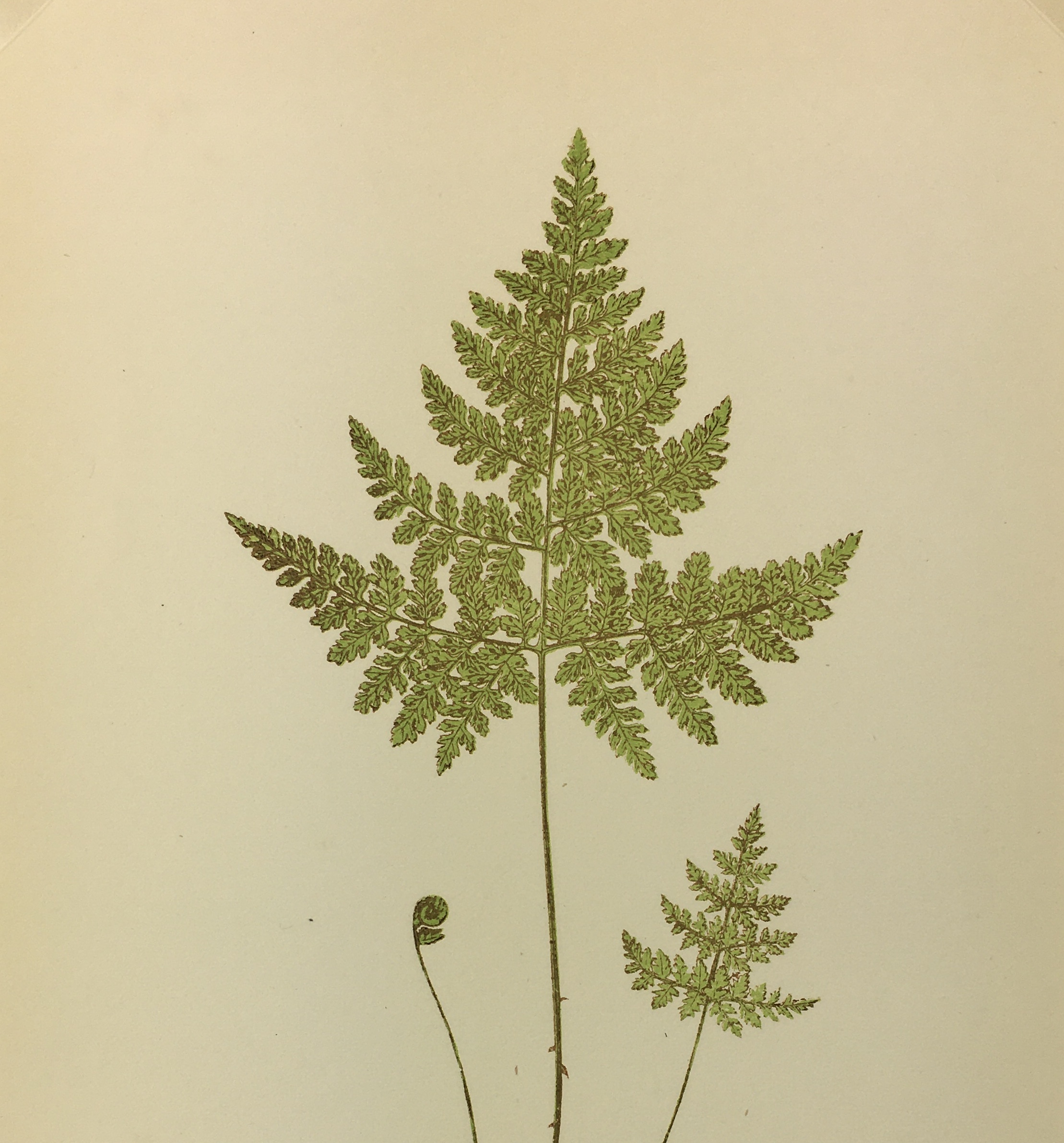 Botanical Print - Ferns, E. J. Lowe, 1867