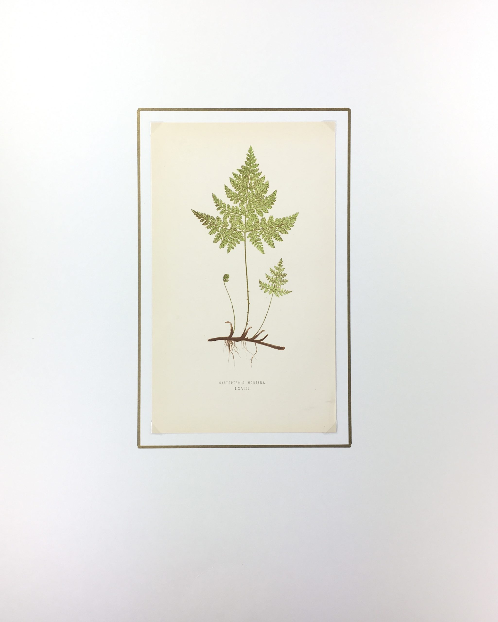 Botanical Print - Ferns, E. J. Lowe, 1867