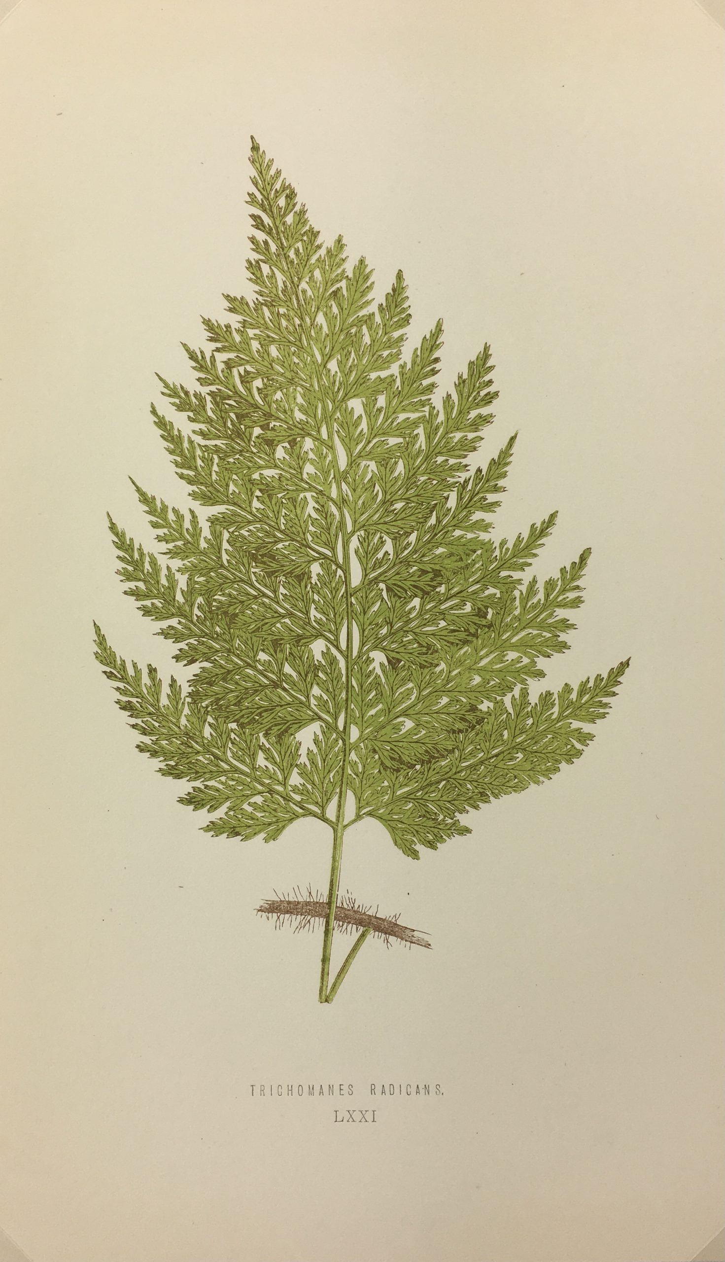 Botanical Print - Ferns, E. J. Lowe, 1867