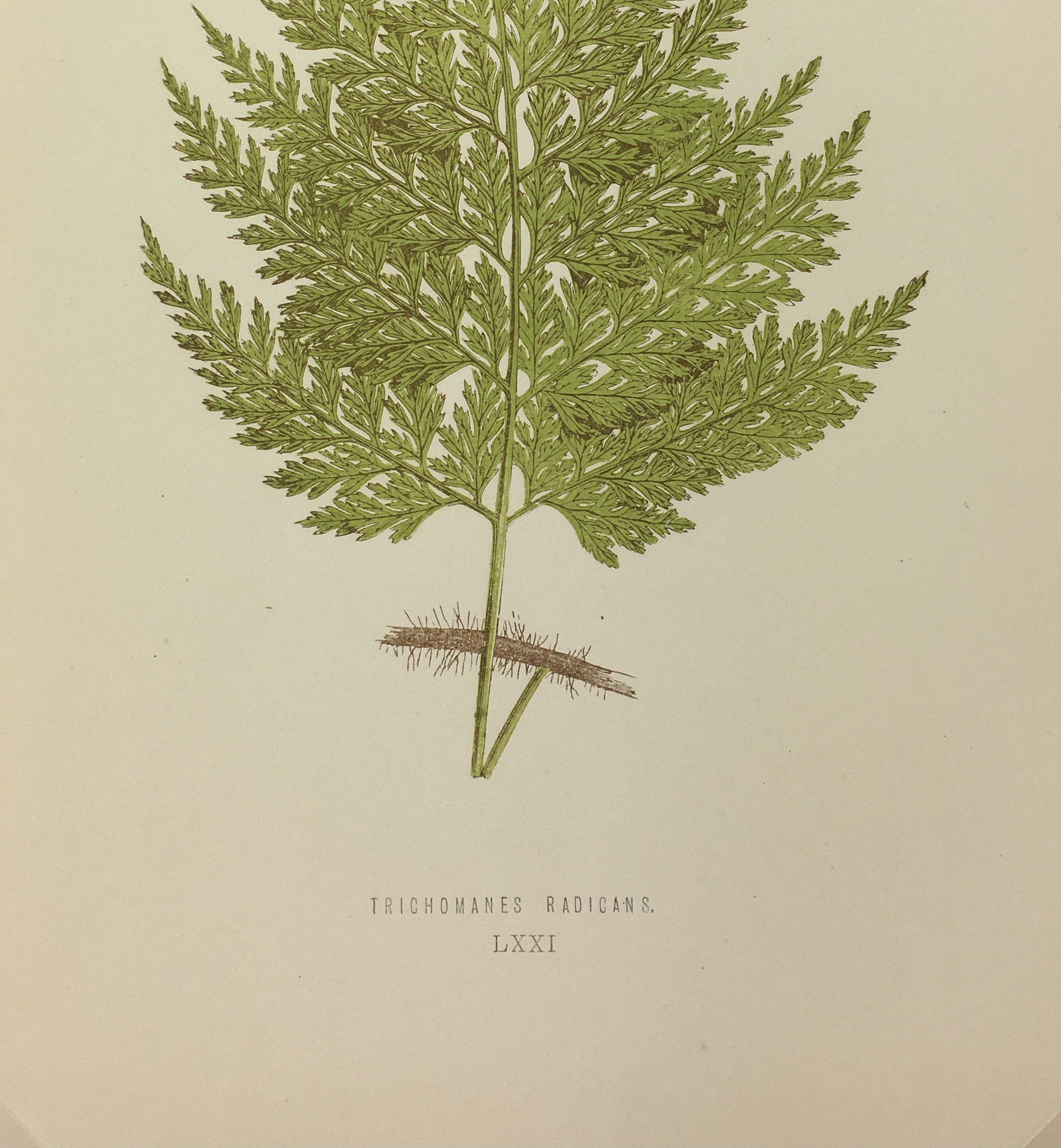 Botanical Print - Ferns, E. J. Lowe, 1867