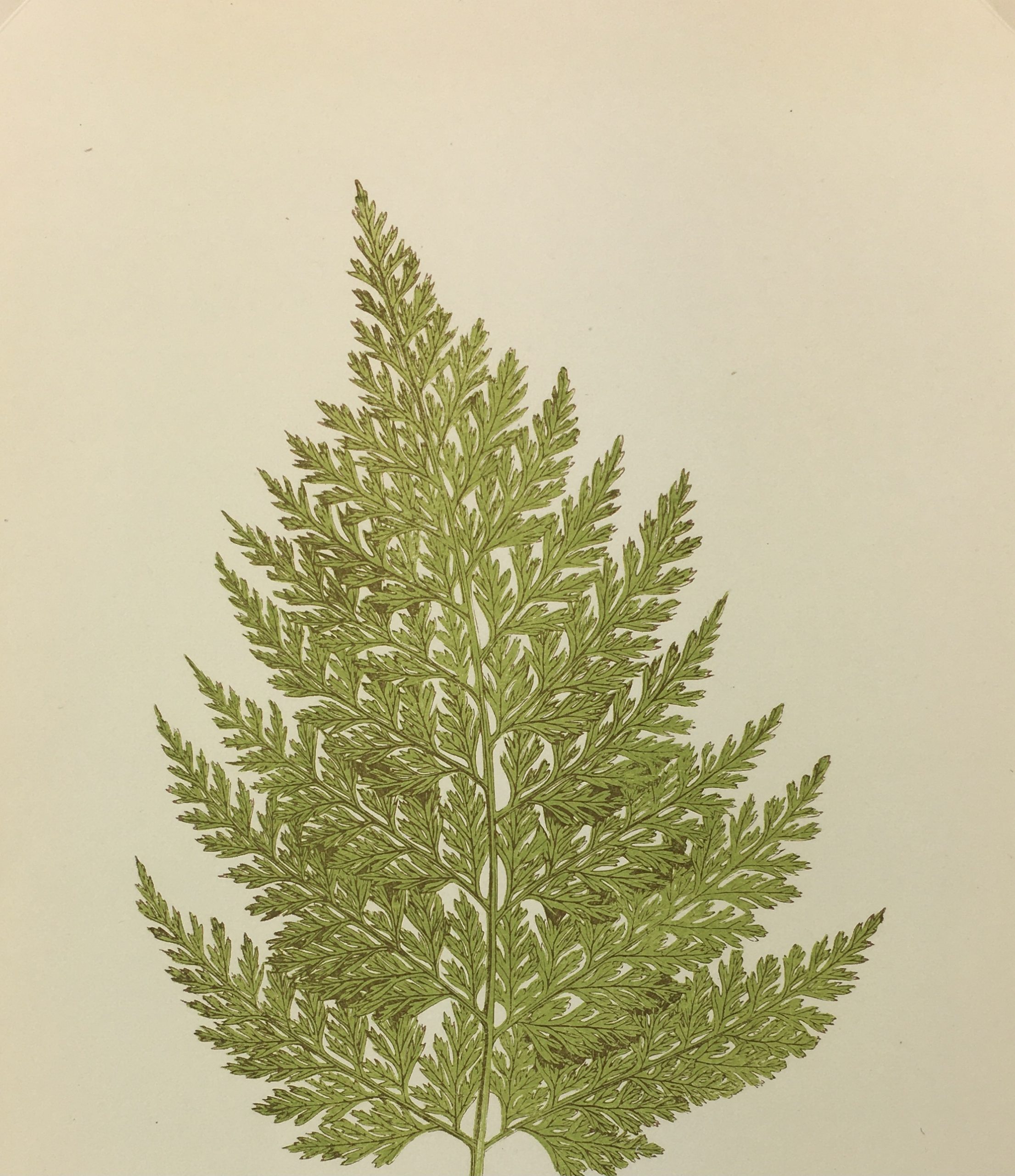 Botanical Print - Ferns, E. J. Lowe, 1867