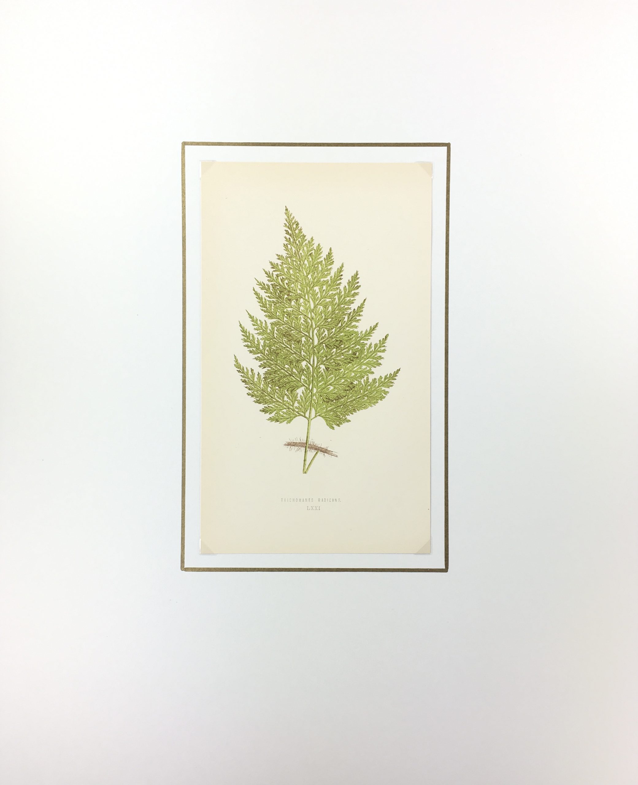 Botanical Print - Ferns, E. J. Lowe, 1867