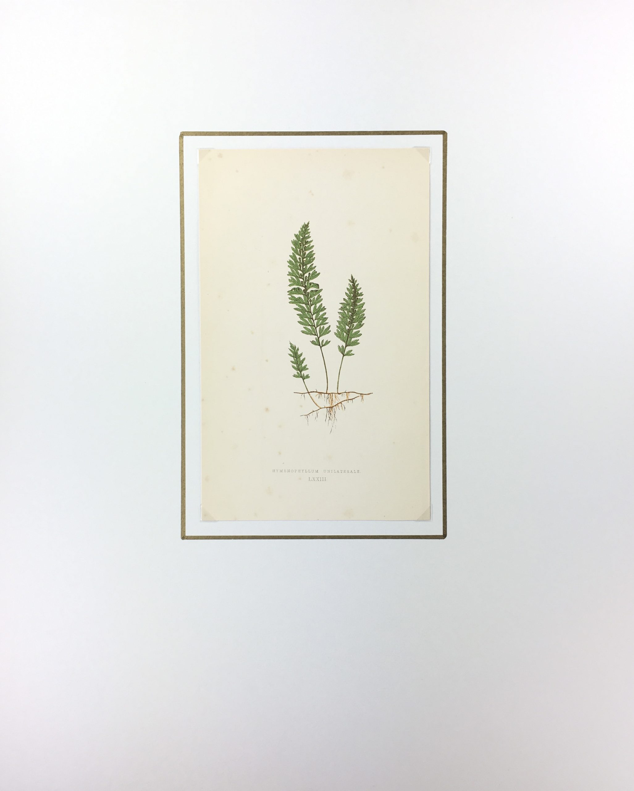 Botanical Print - Ferns, E. J. Lowe, 1867