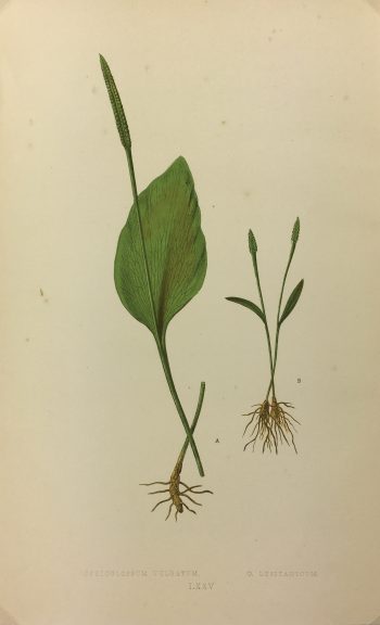Botanical Print - Ferns, E. J. Lowe, 1867