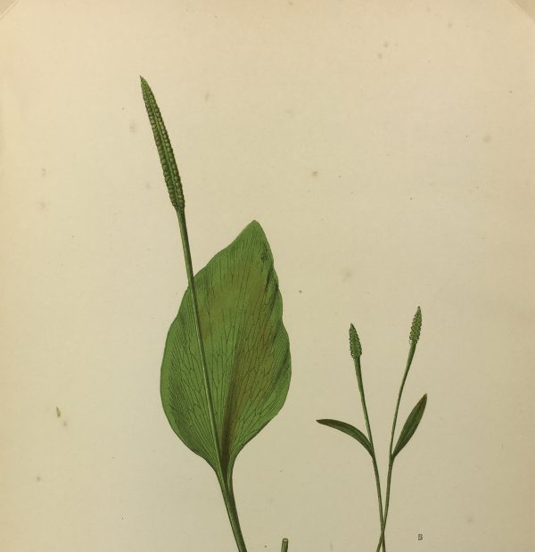Botanical Print - Ferns, E. J. Lowe, 1867