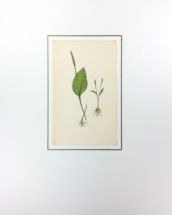 Botanical Print - Ferns, E. J. Lowe, 1867