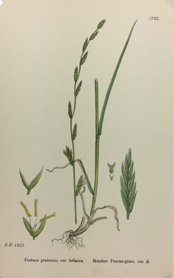 Botanical Print - Grass, E. B., c.1870