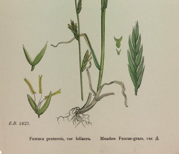 Botanical Print - Grass, E. B., c.1870