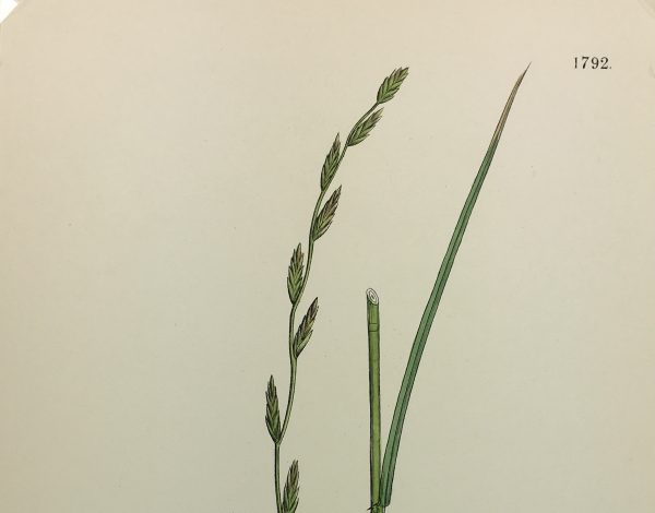 Botanical Print - Grass, E. B., c.1870