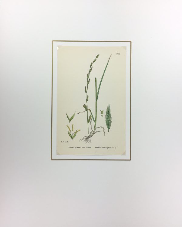 Botanical Print - Grass, E. B., c.1870