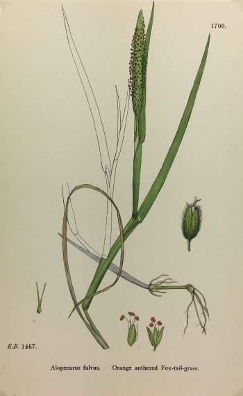 Botanical Print - Grass, E. B., c.1870