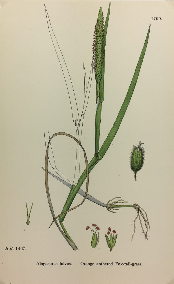 Botanical Print - Grass, E. B., c.1870