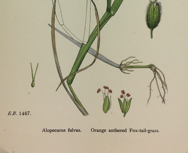 Botanical Print - Grass, E. B., c.1870