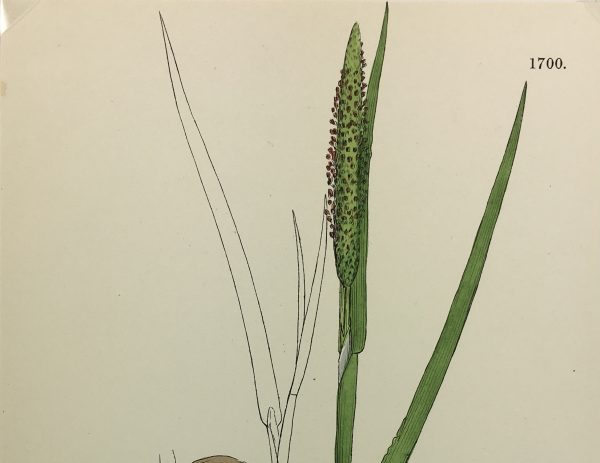 Botanical Print - Grass, E. B., c.1870