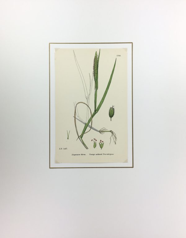 Botanical Print - Grass, E. B., c.1870