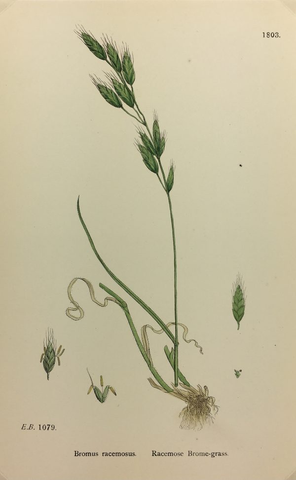 Botanical Print - Grass, E. B., c.1870