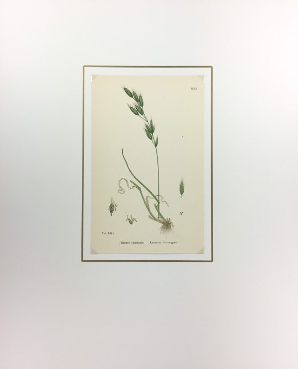 Botanical Print - Grass, E. B., c.1870