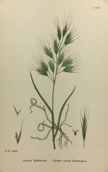 Botanical Print - Grass, E. B., c.1870