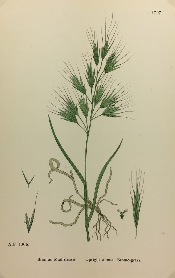 Botanical Print - Grass, E. B., c.1870