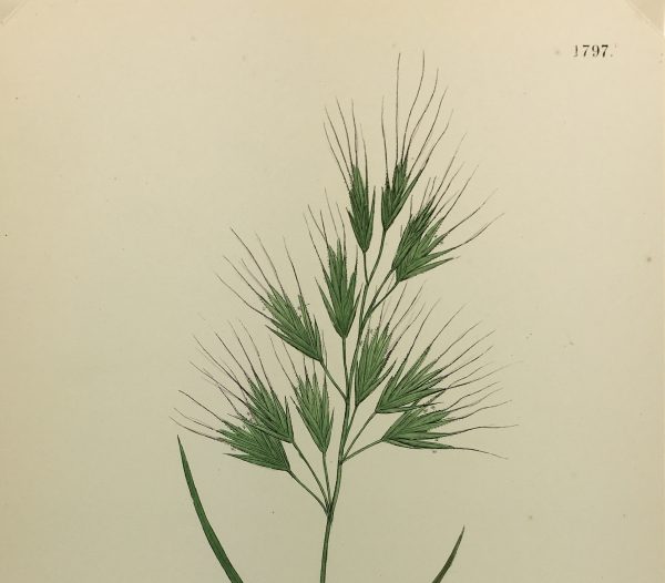 Botanical Print - Grass, E. B., c.1870
