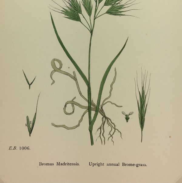 Botanical Print - Grass, E. B., c.1870