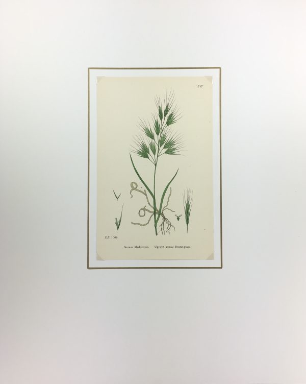 Botanical Print - Grass, E. B., c.1870