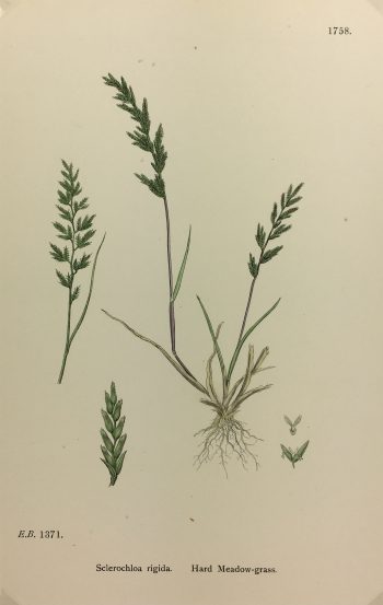 Botanical Print - Grass, E. B., c.1870