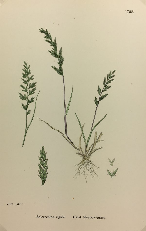Botanical Print - Grass, E. B., c.1870
