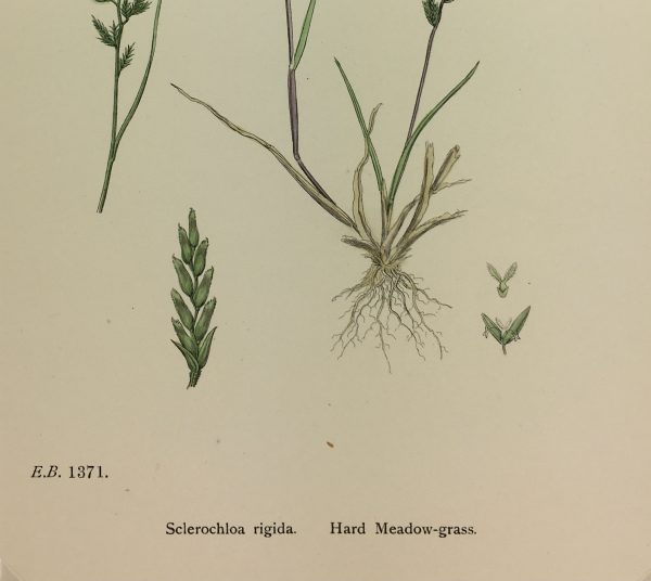 Botanical Print - Grass, E. B., c.1870