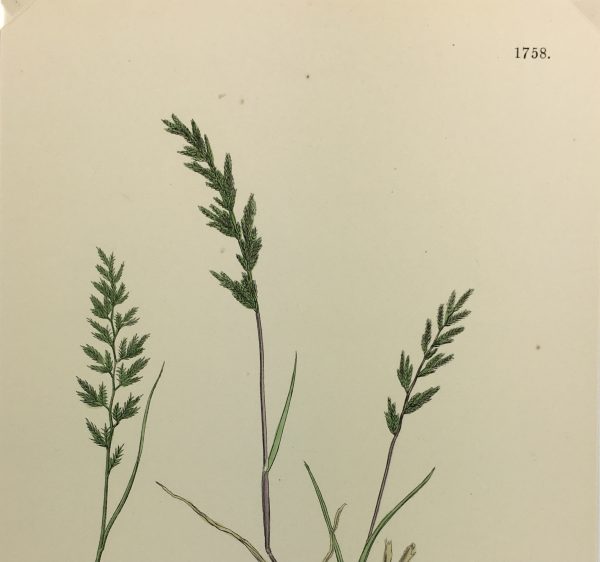Botanical Print - Grass, E. B., c.1870