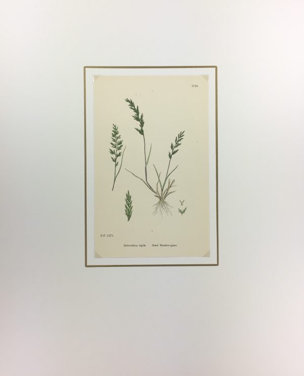 Botanical Print - Grass, E. B., c.1870