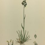 Botanical Print - Grass, E. B., c.1870