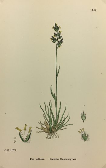 Botanical Print - Grass, E. B., c.1870