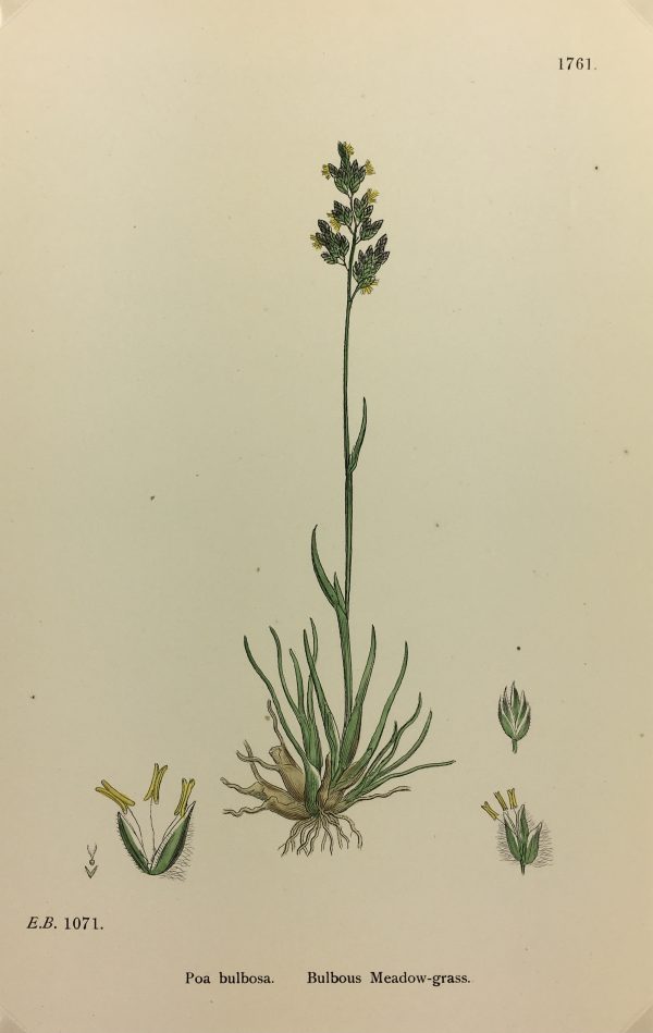 Botanical Print - Grass, E. B., c.1870