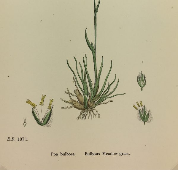 Botanical Print - Grass, E. B., c.1870