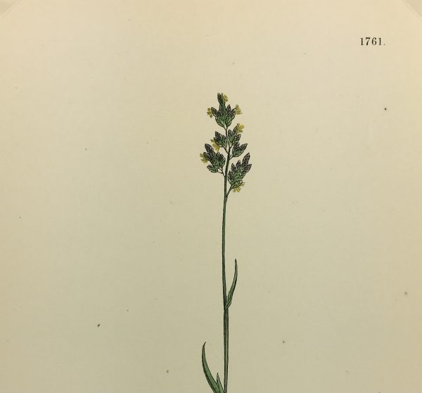 Botanical Print - Grass, E. B., c.1870