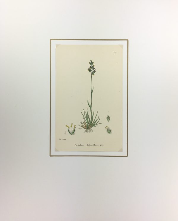 Botanical Print - Grass, E. B., c.1870