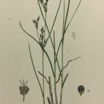 Botanical Print - Grass, E. B., c.1870