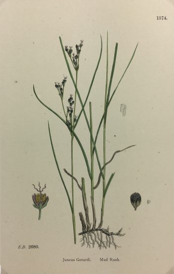Botanical Print - Grass, E. B., c.1870