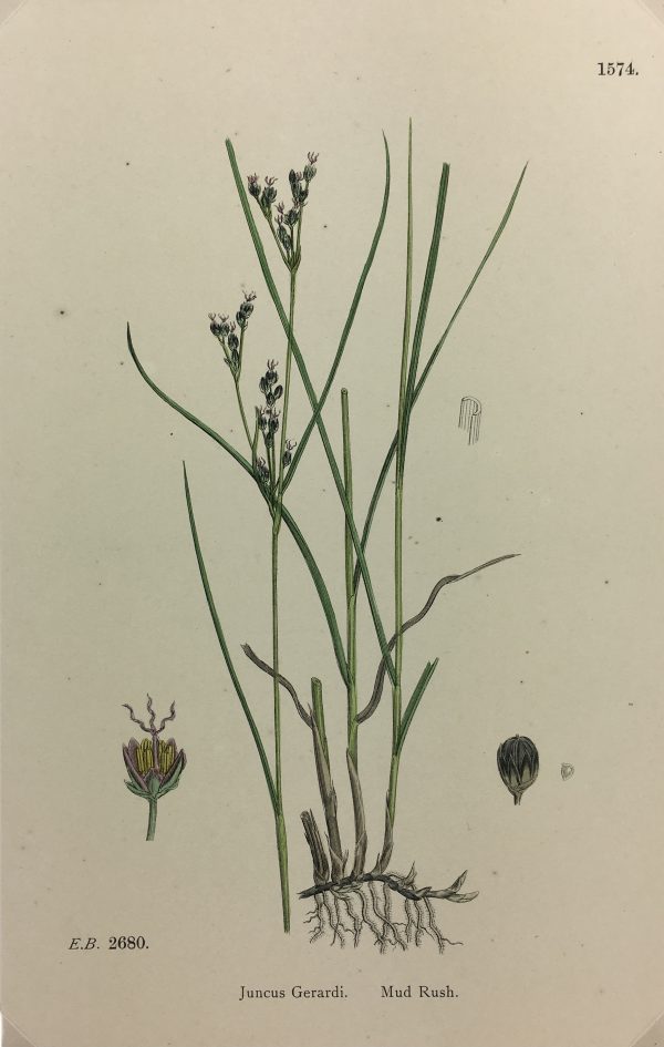 Botanical Print - Grass, E. B., c.1870