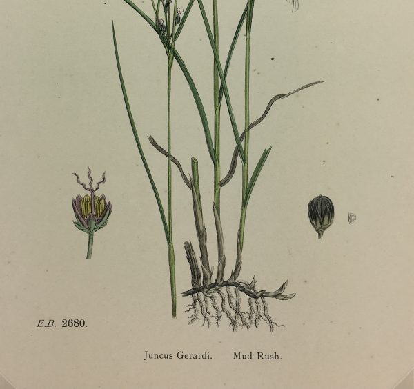 Botanical Print - Grass, E. B., c.1870