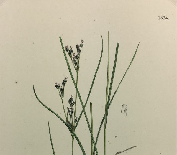 Botanical Print - Grass, E. B., c.1870