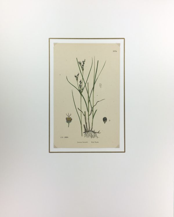 Botanical Print - Grass, E. B., c.1870