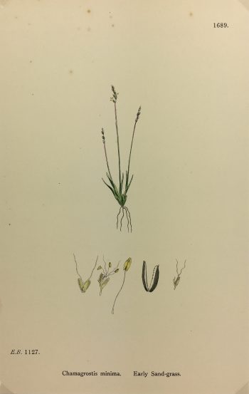 Botanical Print - Grass, E. B., c.1870