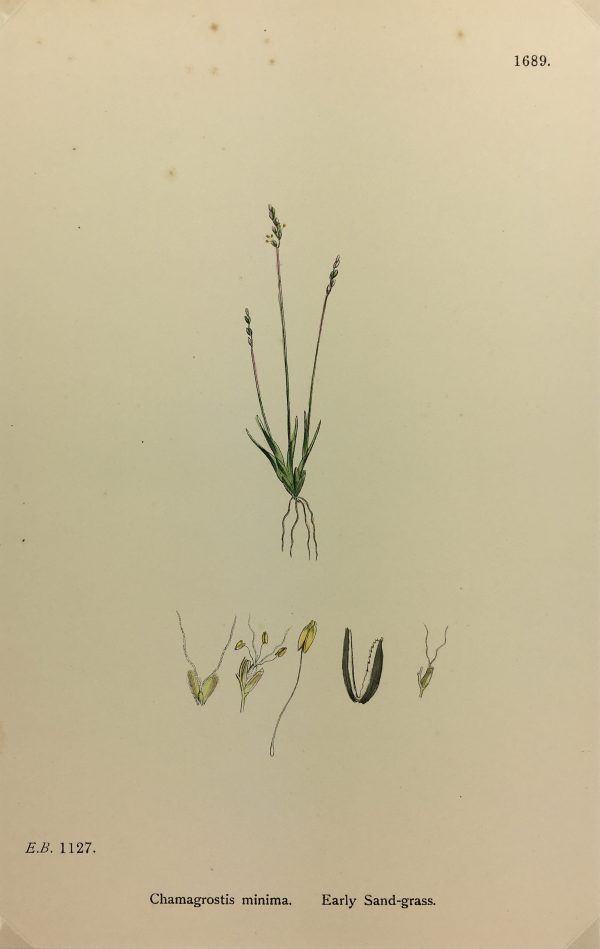Botanical Print - Grass, E. B., c.1870