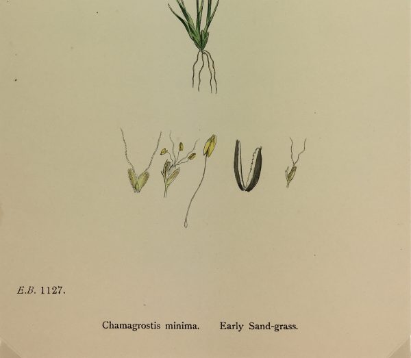 Botanical Print - Grass, E. B., c.1870