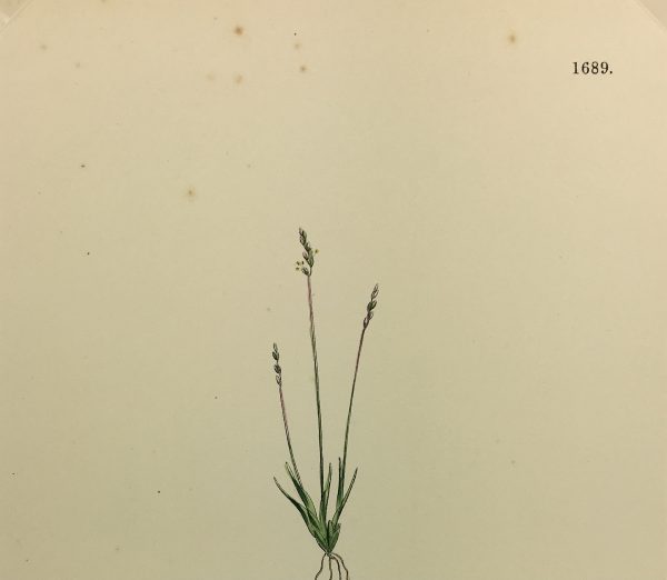 Botanical Print - Grass, E. B., c.1870