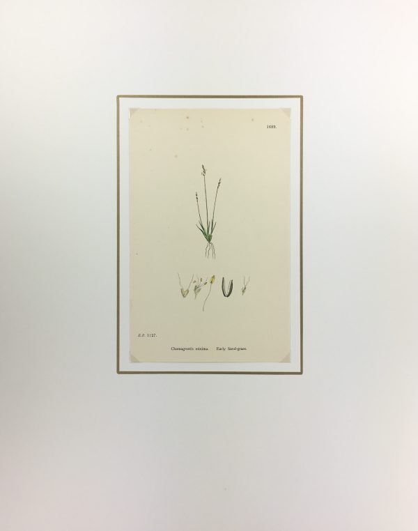Botanical Print - Grass, E. B., c.1870